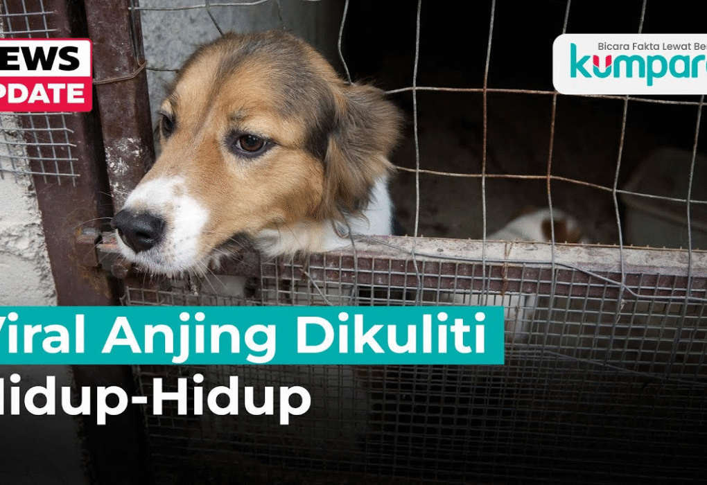 Anjing
