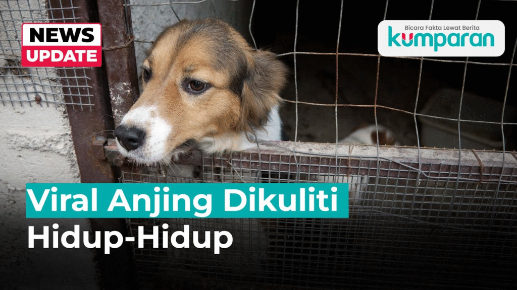 Anjing