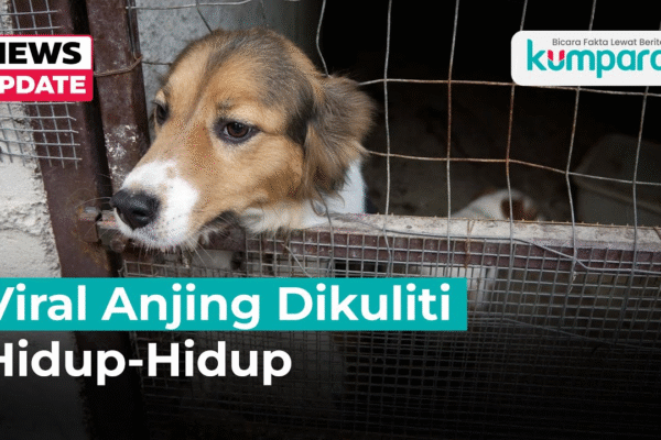 Video Anjing Dikuliti Hidup‑hidup: Polisi Segera Turunkan Tim Investigasi Anjing