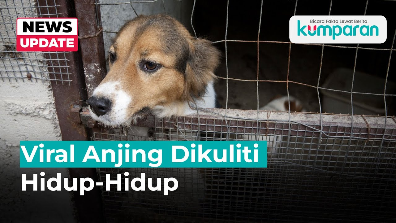 Anjing